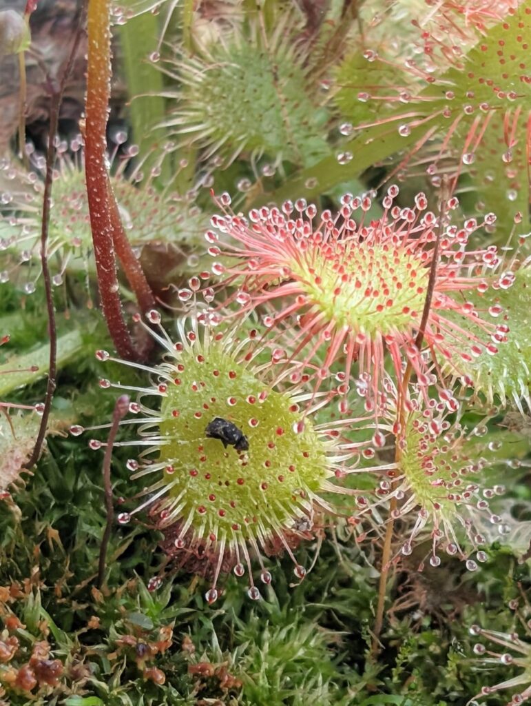 Dormancy by leaving plants outside?