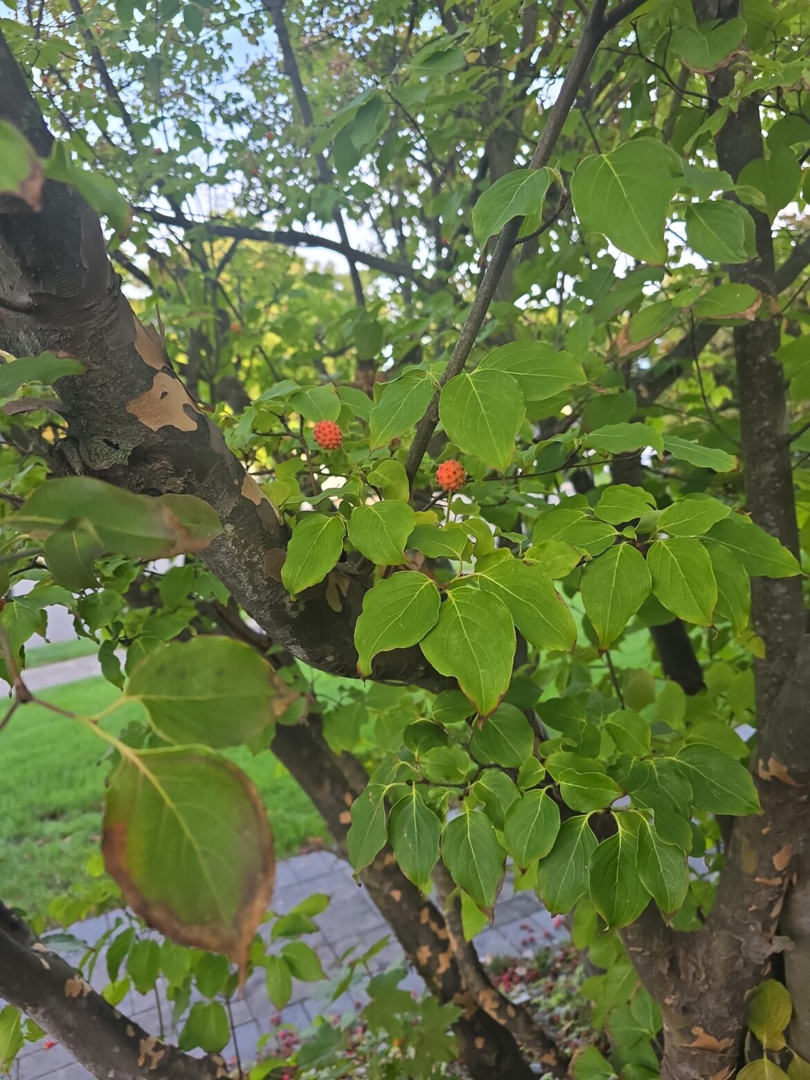 What are these berries? Is it kousa dogwood Berries?