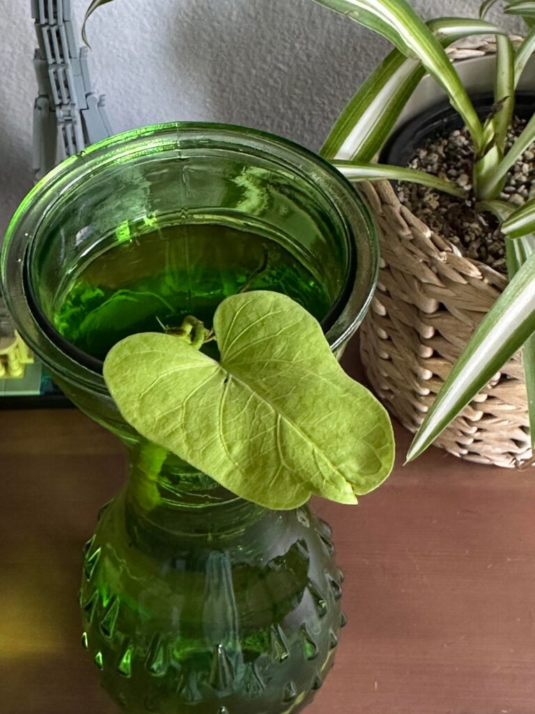 Help Identifying?