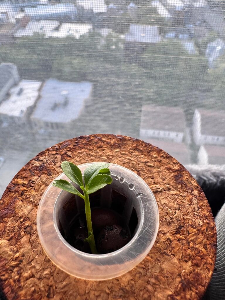 Bolted lemon