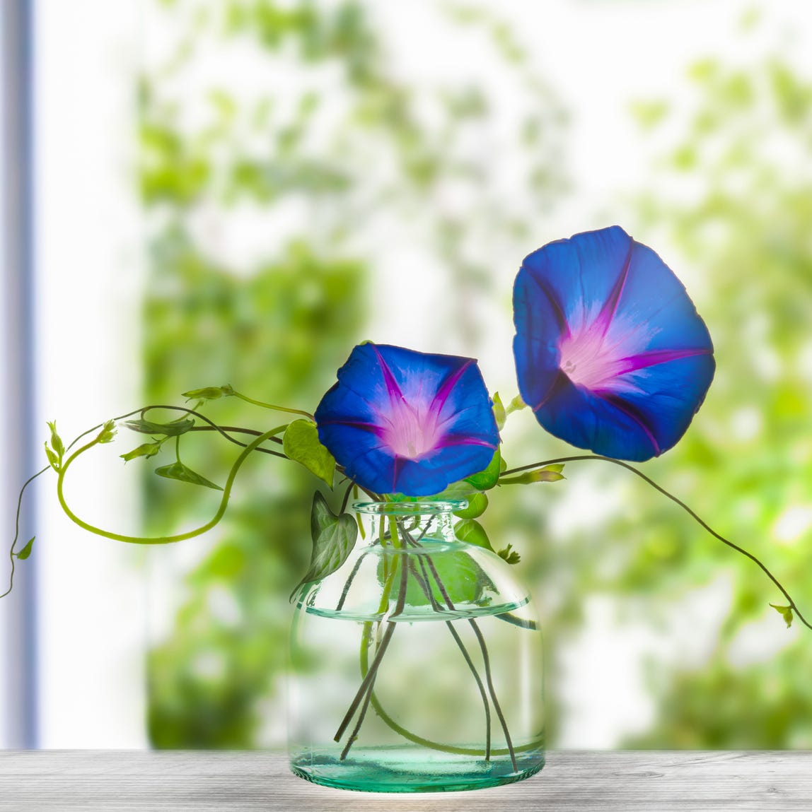 a pair of blue morning glory blooms in a clear glass vase