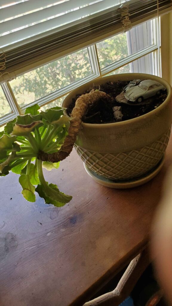 11 year old plant