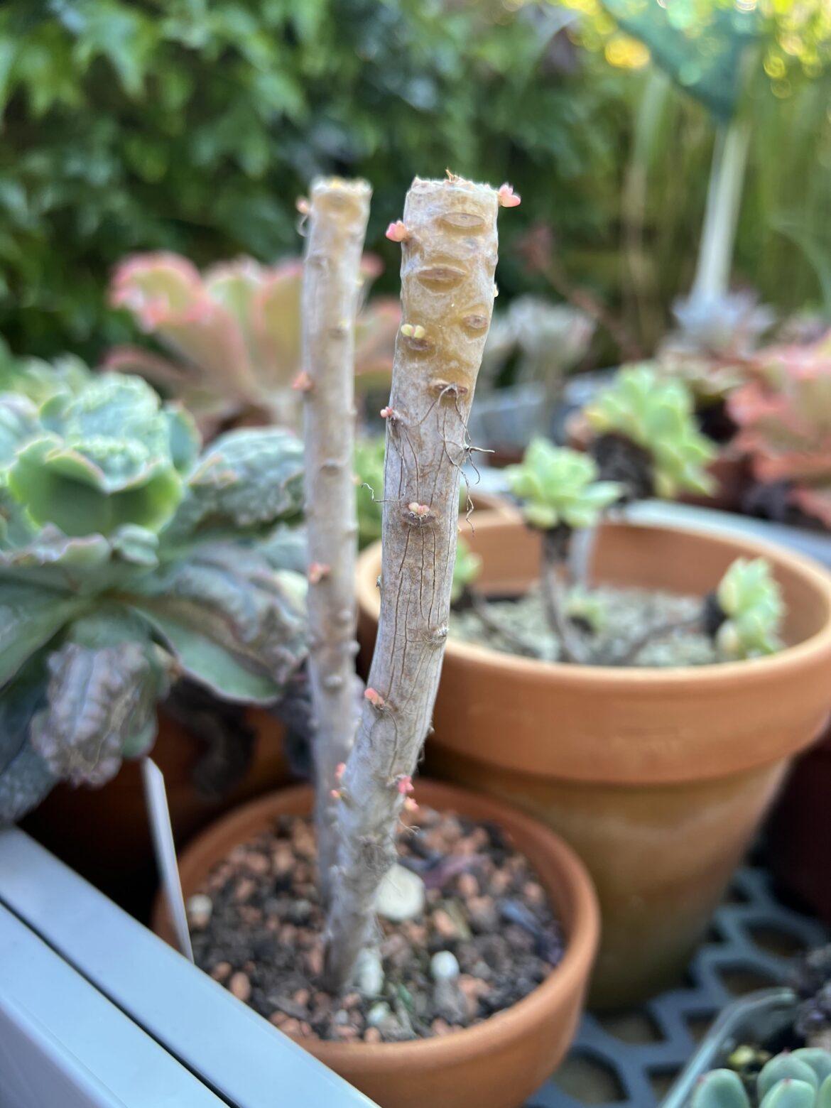 This Graptoveria Fred Ives stem is eager to propagate!