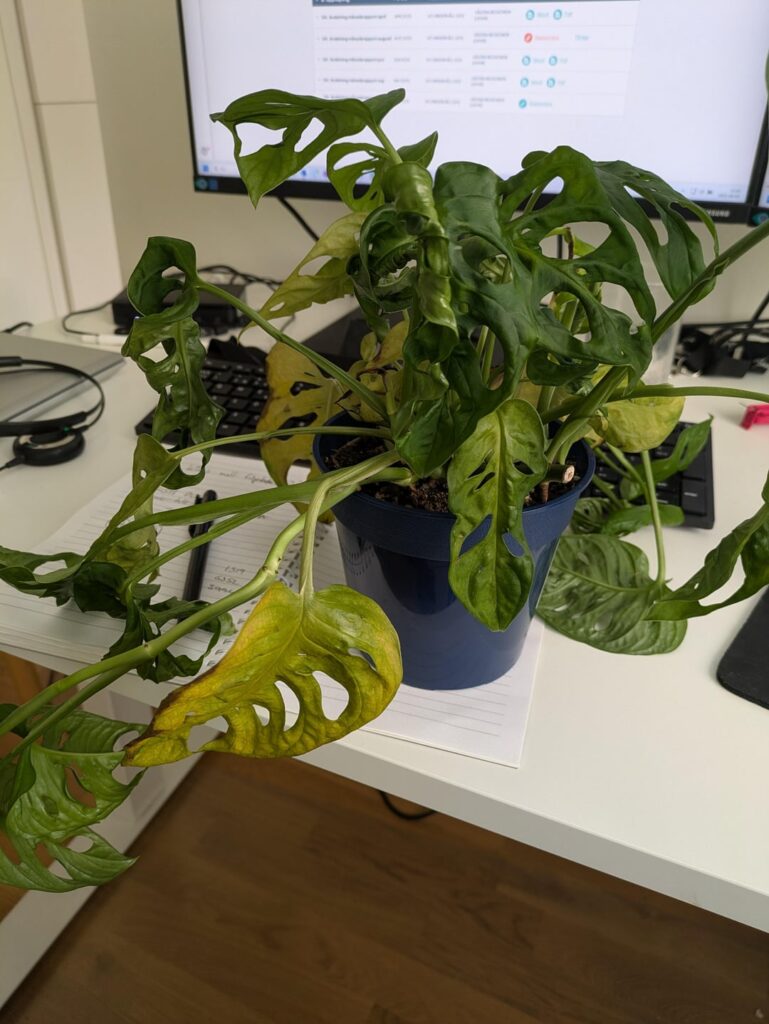 Several plants in different tooms wilting, yellowing, dying all at once