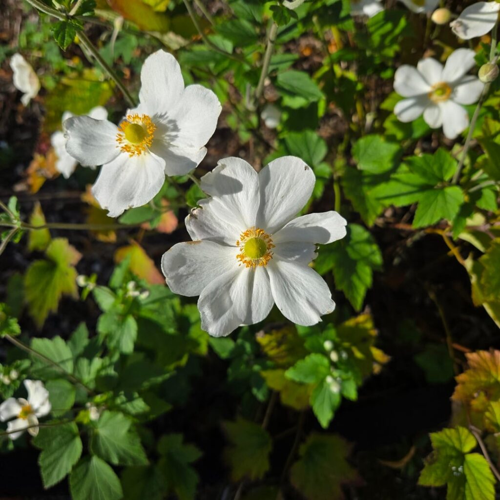 Saw in a garden today (two beauties!)