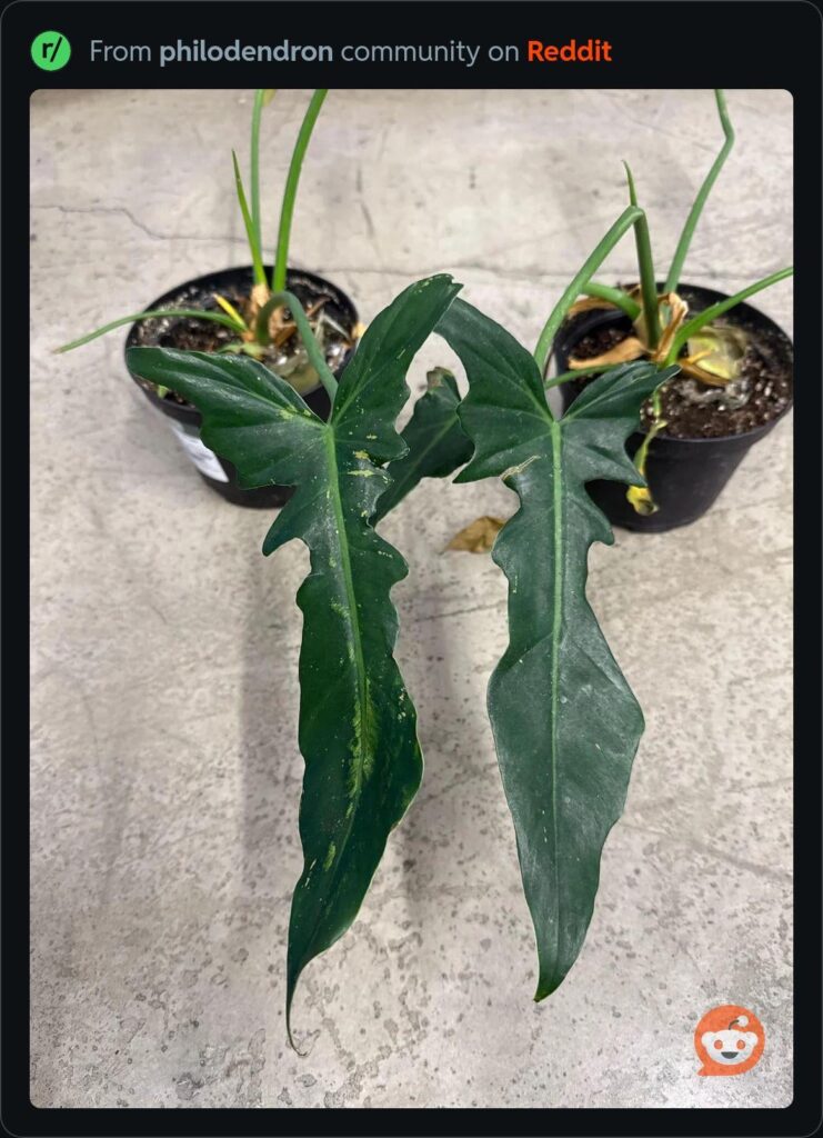 Help ID & sport variegation?