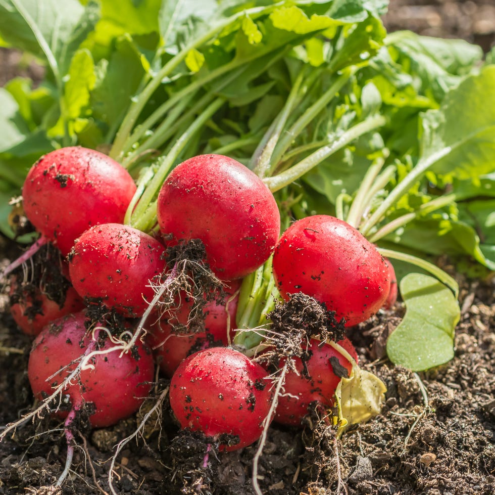 fall vegetable garden radishes fall vegetable garden radishes