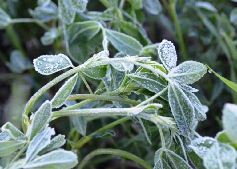 Protecting your garden from frost – DiscoverHumboldt.com Protecting your garden from frost - DiscoverMooseJaw.com