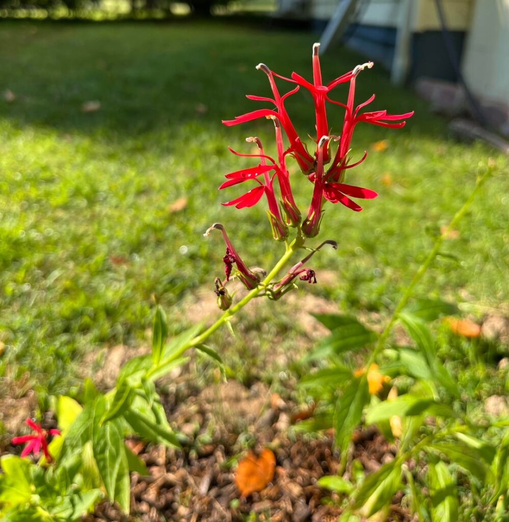 They’re puny now, but they’re beautiful… I even had a hummingbird visit them the other day. I should plant more…