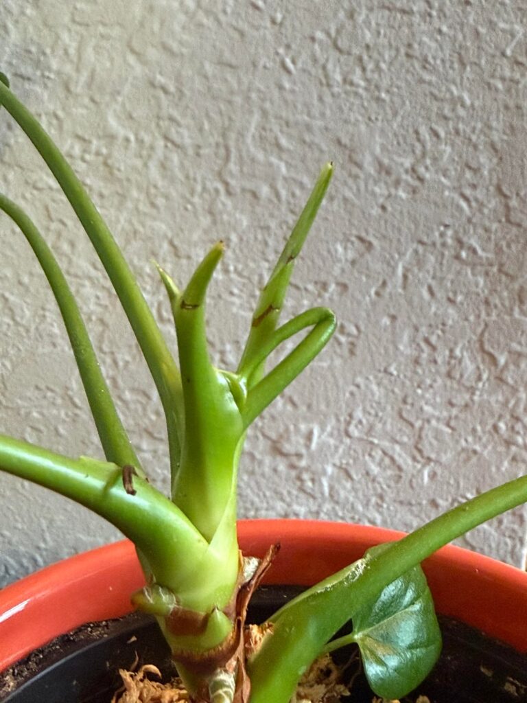 What is this growth??