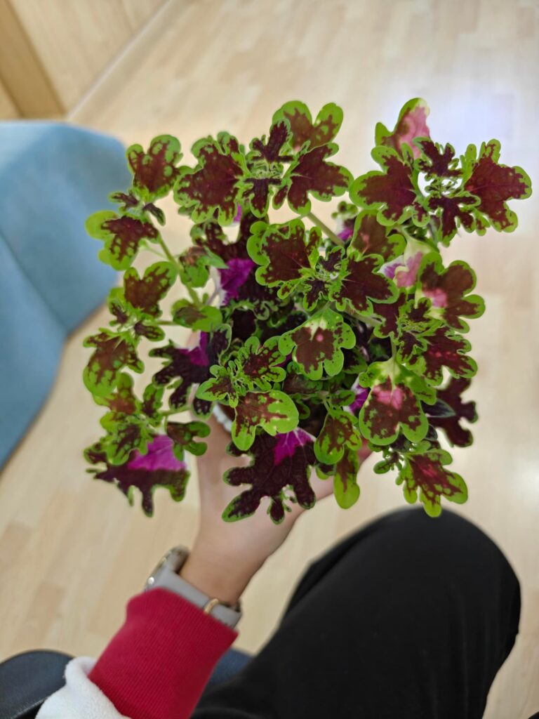 Why is my coleus so dull now? :( Why is my coleus so dull now? :(