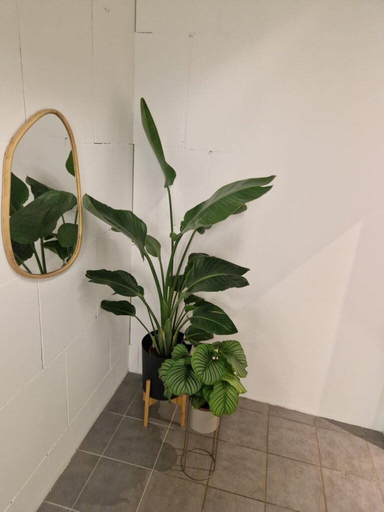 I present you the most missplaced office plants.