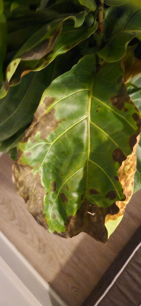 New FLF parent