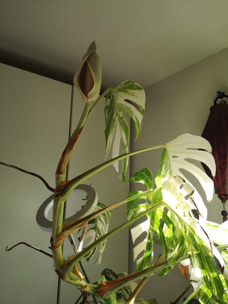 My friend’s variegated monstera, Vanessa, has flowered 🥹