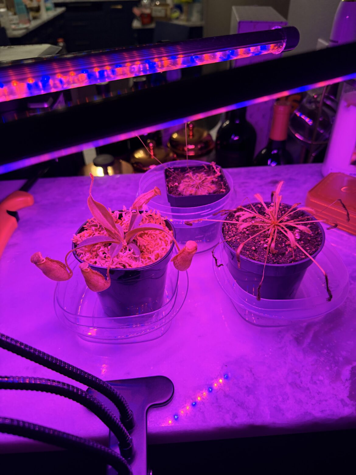 First time taking care of carnivorous plants