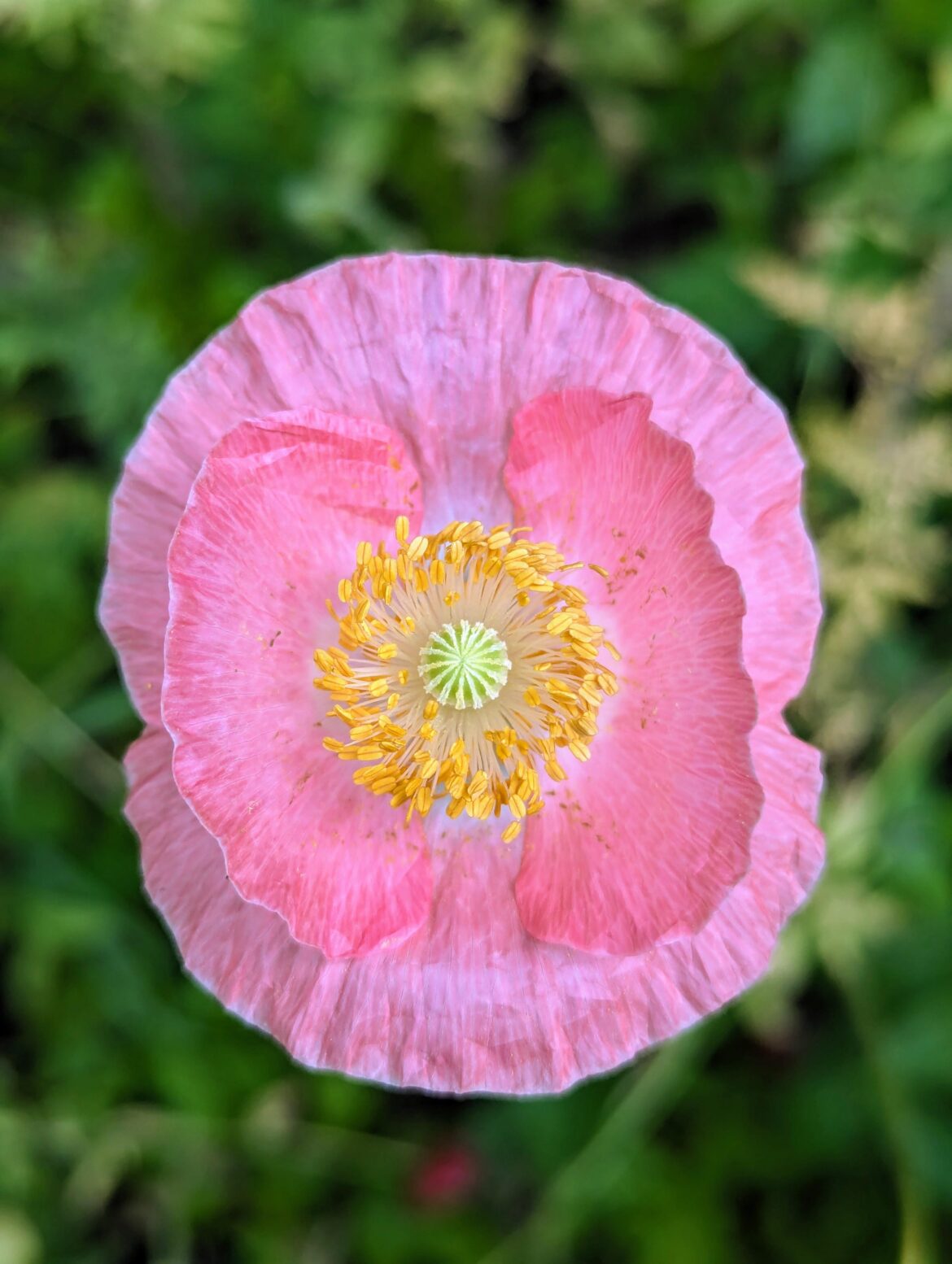 Pink Oriental Poppy (Papaver orientale)  [3072x4080]  [OC]