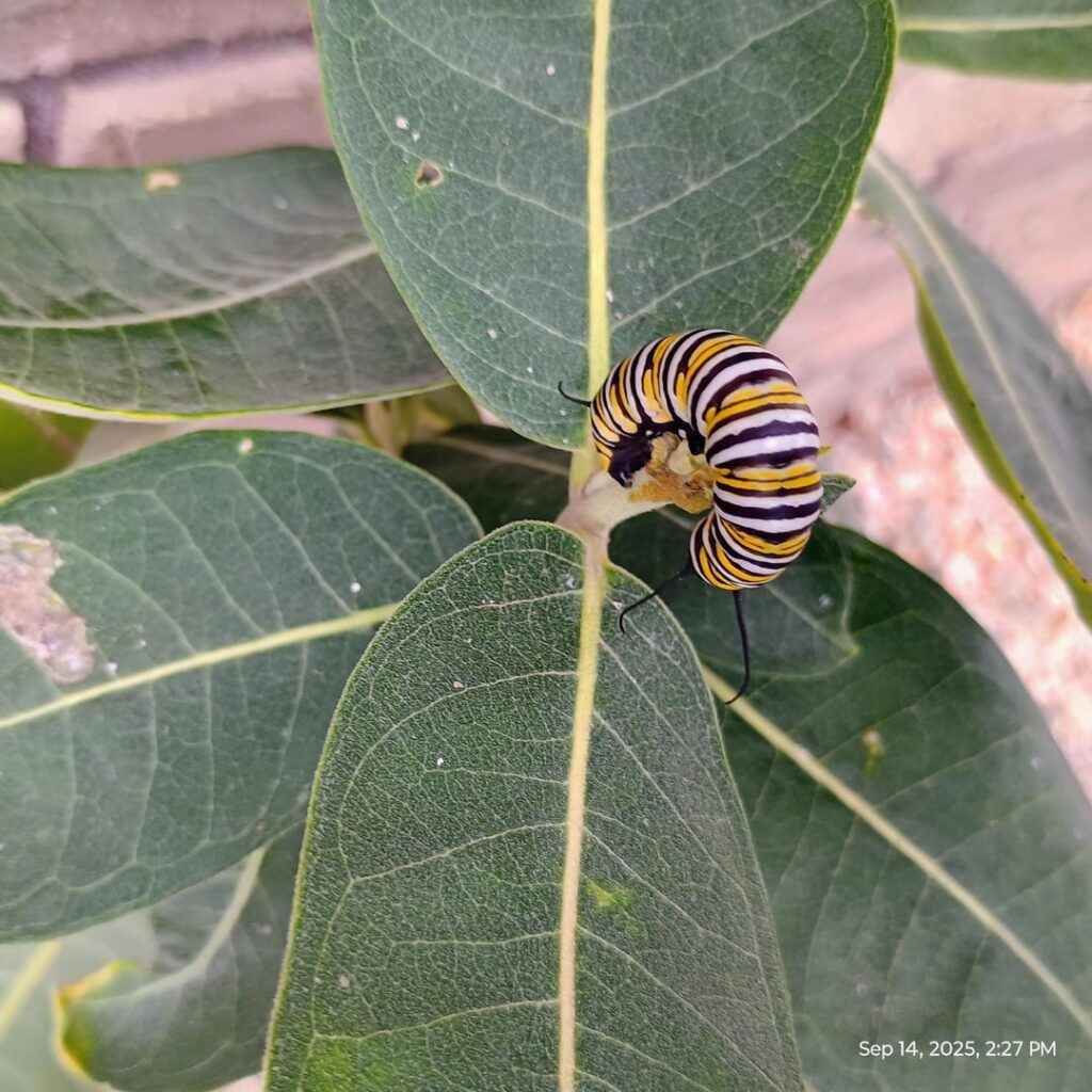 Fall monarch caterpillars, but nothing to eat after they emerge? Fall monarch caterpillars, but nothing to eat after they emerge?