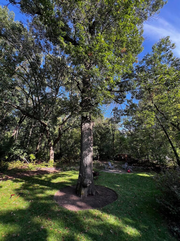 Mulch ring on huge red oak Mulch ring on huge red oak