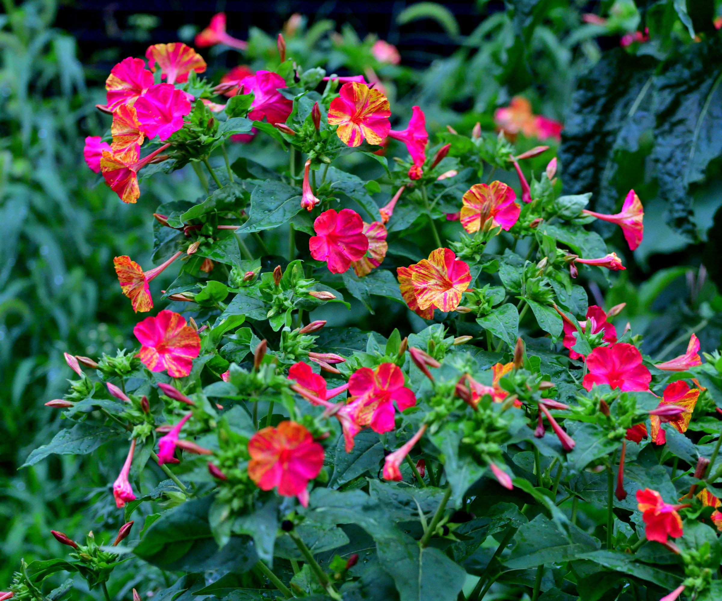 A four o'clock plant covered in a mix of pink, orange, and yellow blooms