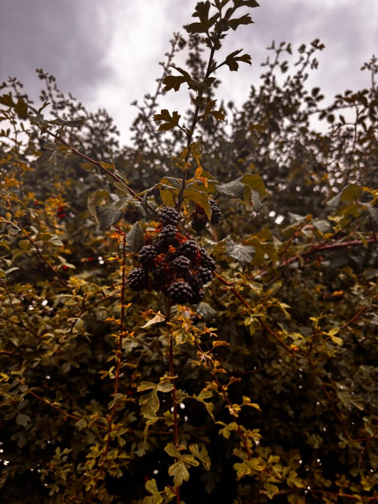 Edible or am I gonna get the shits?