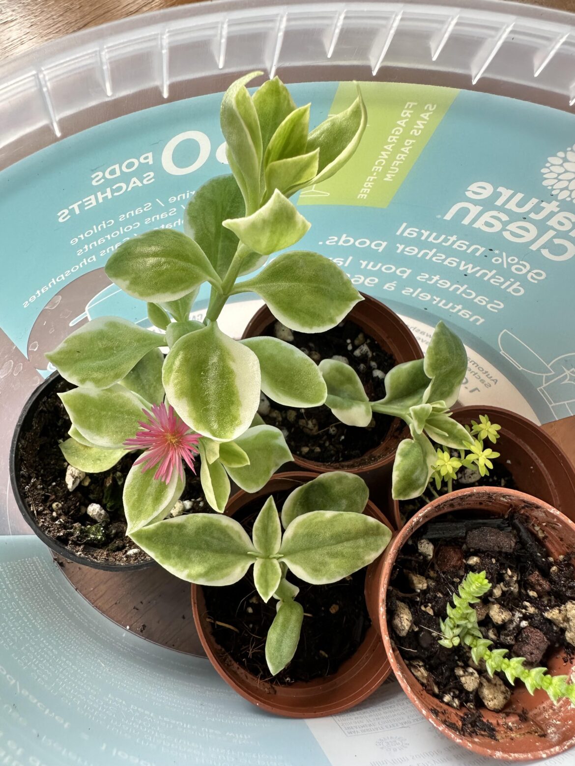 My proplifted baby sunrose is blooming!