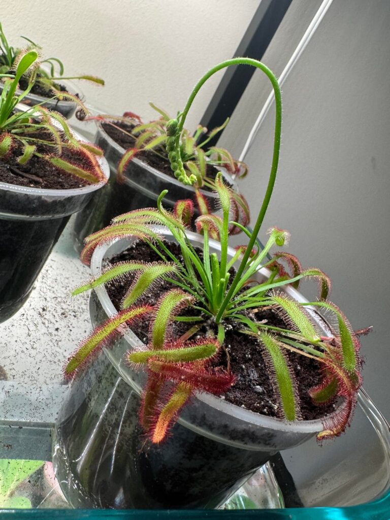 Does my cape sundew look healthy? Does my cape sundew look healthy?