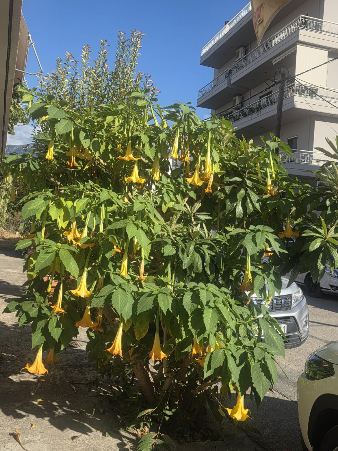 What kind of plant is this? It has some big flowers. Location is Greece
