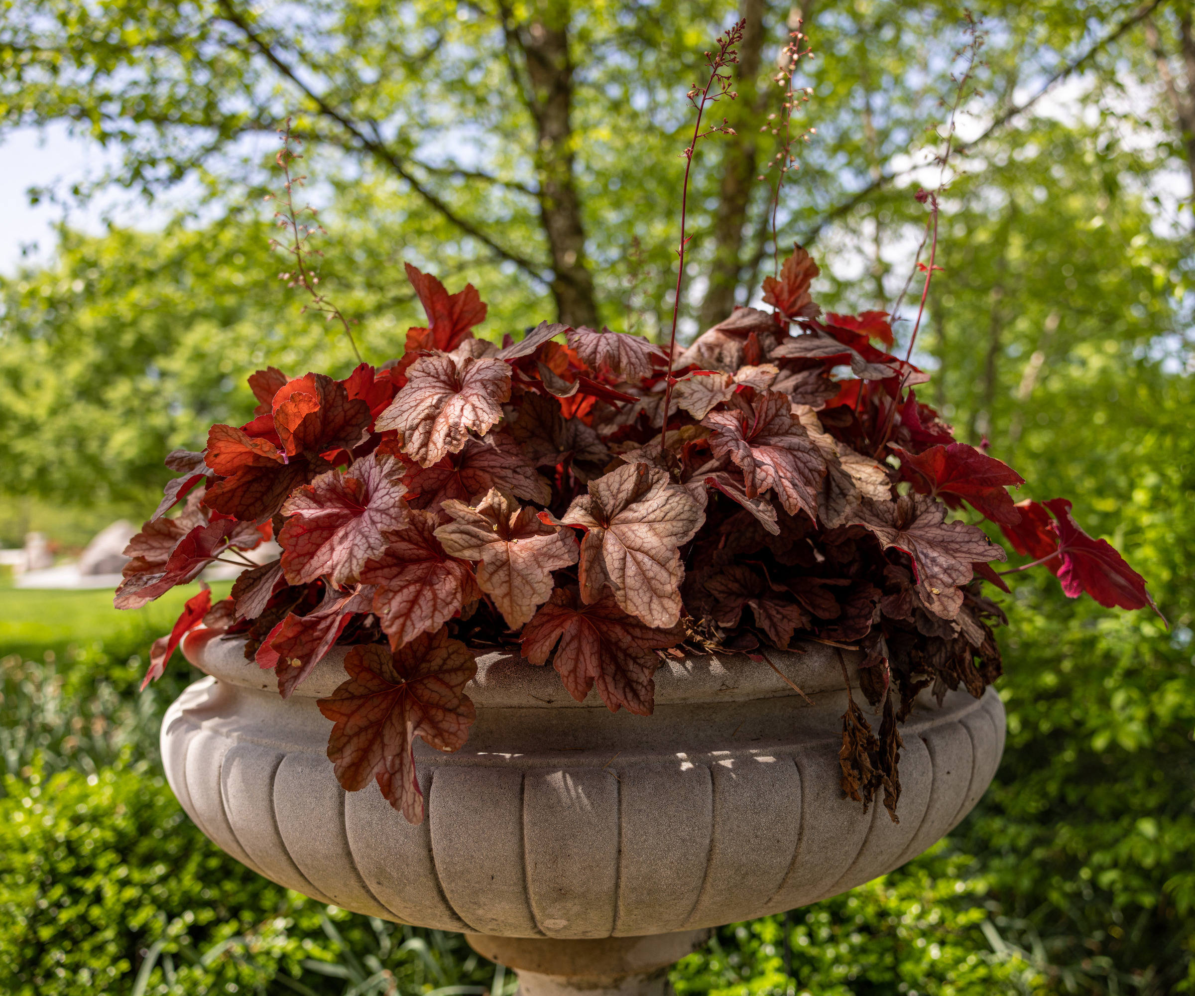 Coral Bells (Heuchera) ia a pot