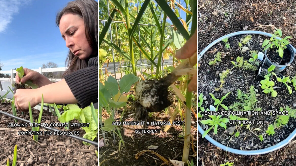 Gardener shares simple hack that doubled their harvest: ‘Offers numerous benefits’ "I wanna try this."