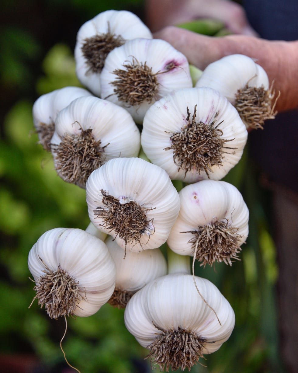 hands holding freshly harvested garlic cleaned and ready for drying process