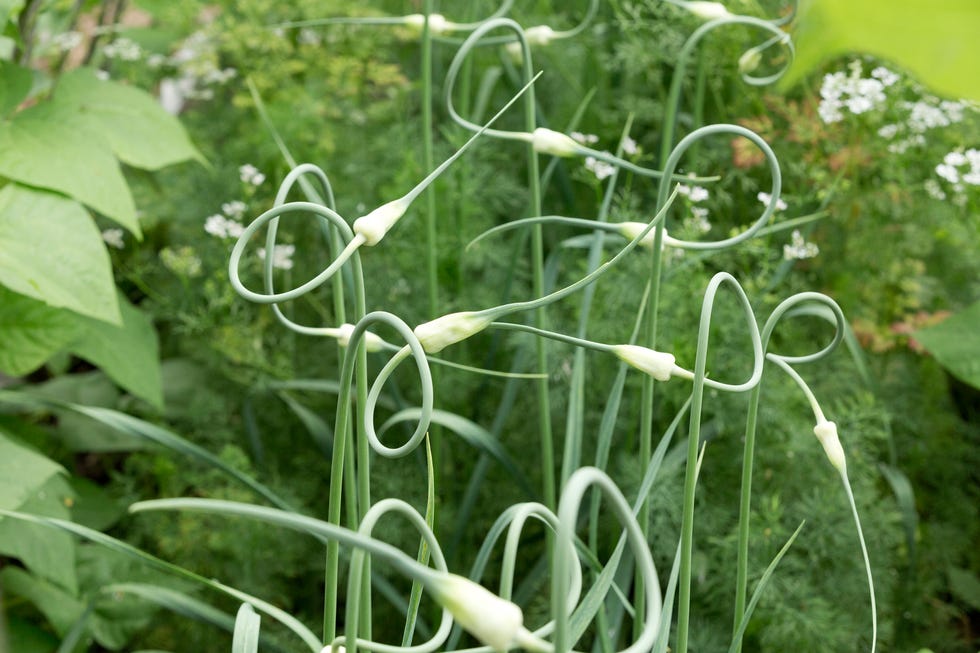 how to grow garlic