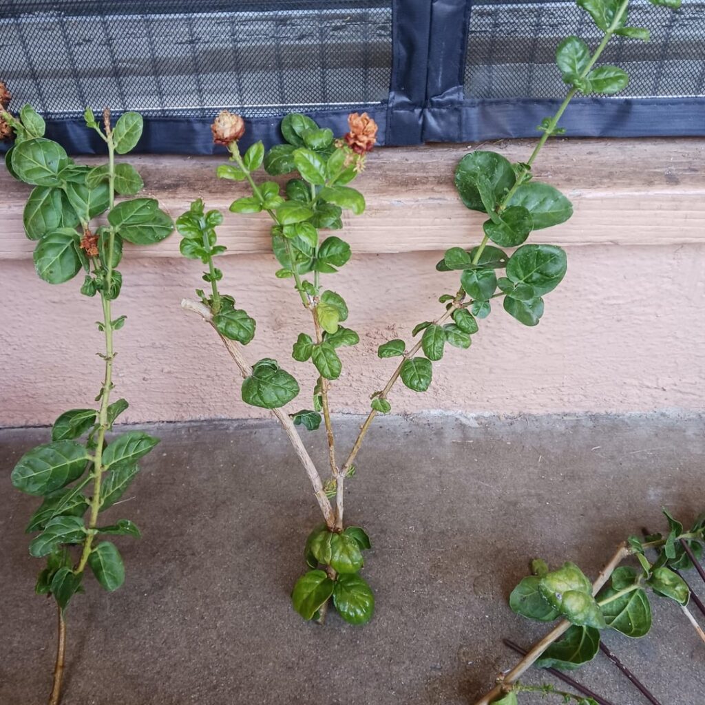 How do I propagate these mini rose cuttings?