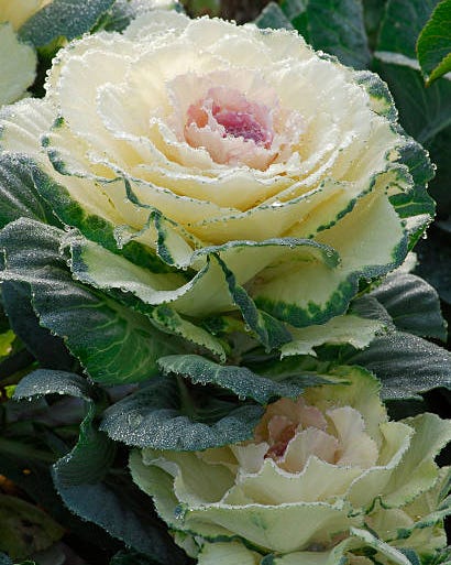 ornamental cabbage