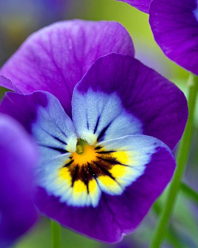 purple viola closeup