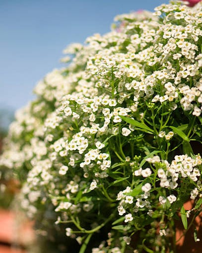 summertime blossoming white alyssum in bloom