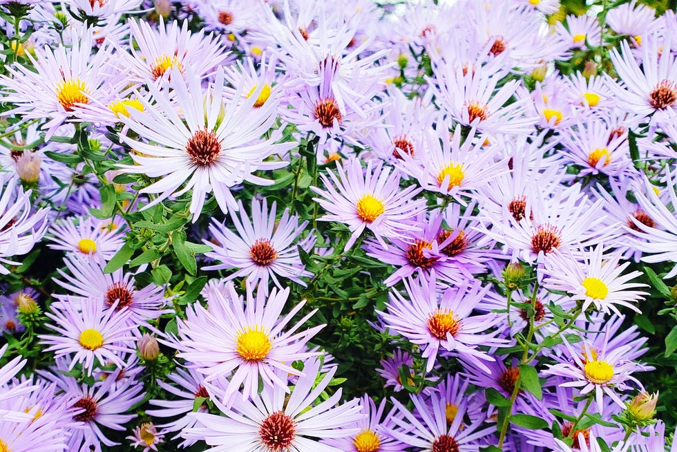 aster
