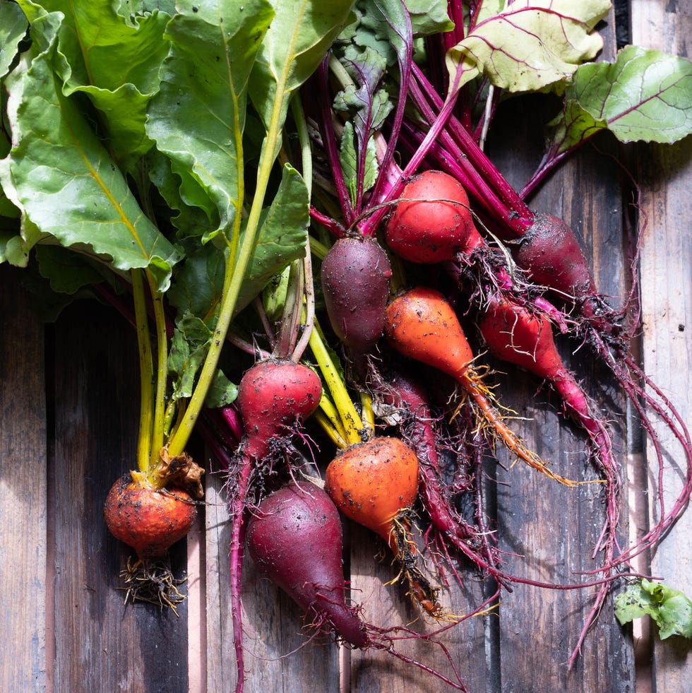 fall vegetable garden beets fall vegetable garden beets
