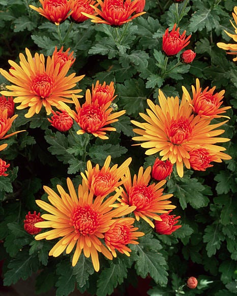 good luck flowers chrysanthemum