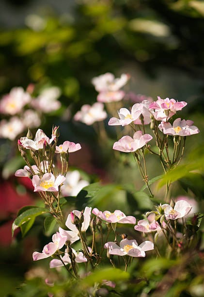 garden rose lyda in full bloom sunlit flowers