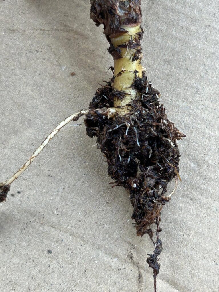 How are the roots?