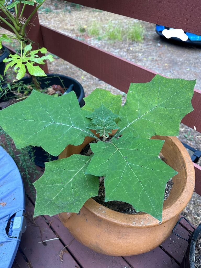 Bought this from an exotic fruit collector. He said it’s in the solanaceae family  and native to peru