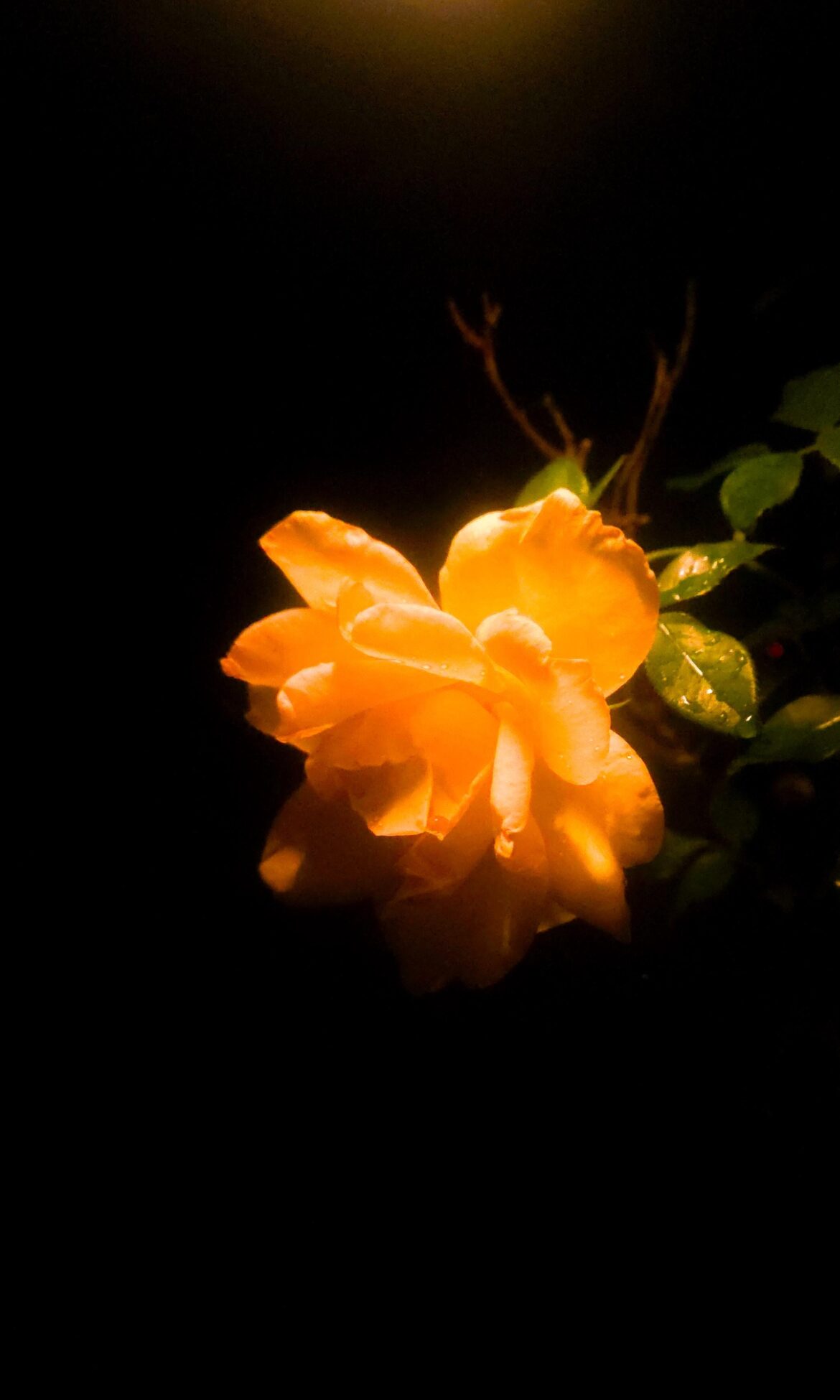 [Oc] a rose after dark.