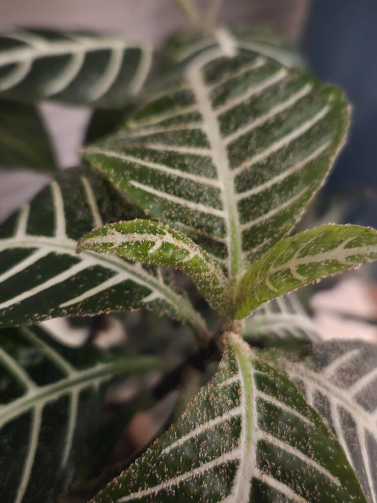 What are these pests?