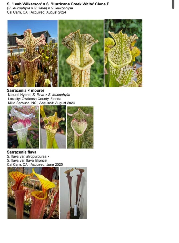 Does anybody else keep a plant list of their plants? Is there another way to organize it more?