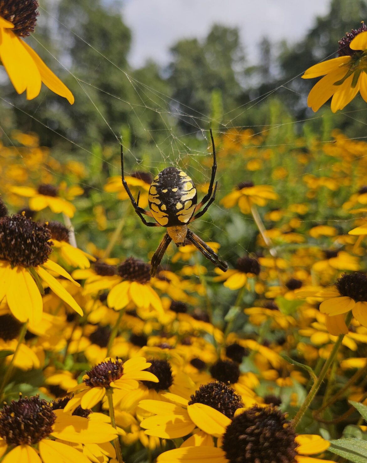 Yellow Garden Spider copied around some Brown-eyed Susan's