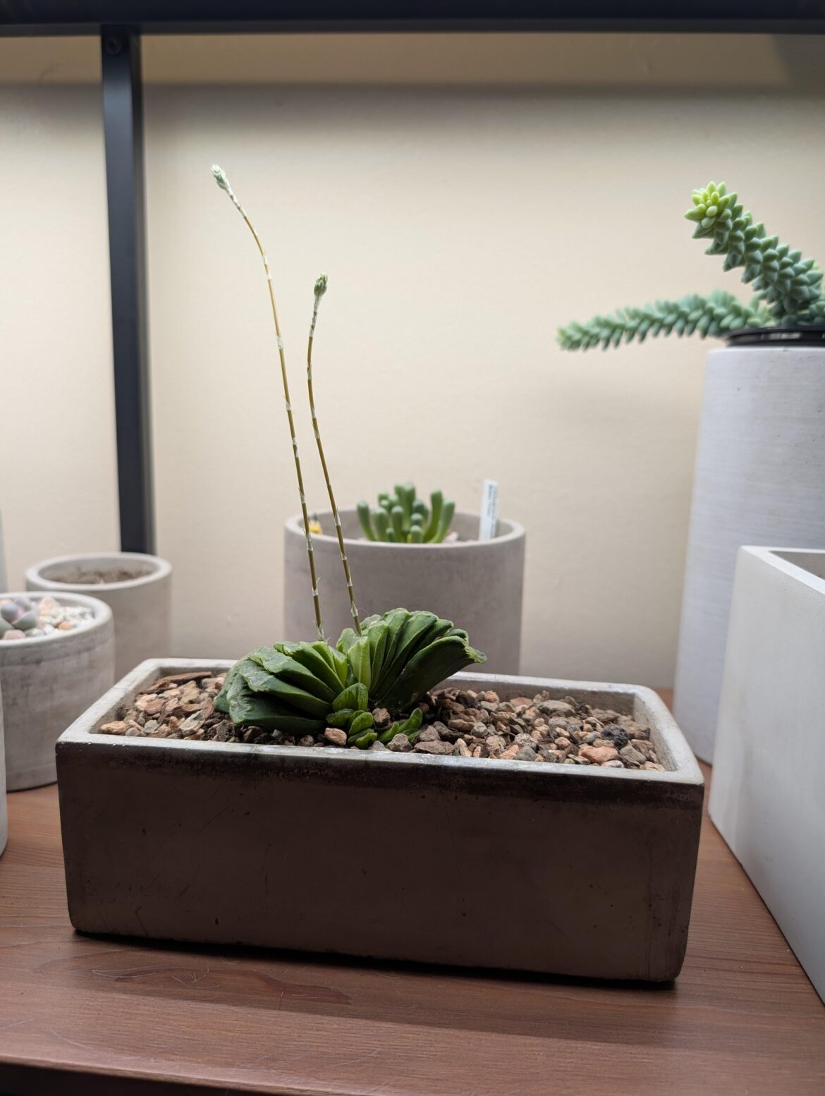 My own obligatory Truncata bloom for the season