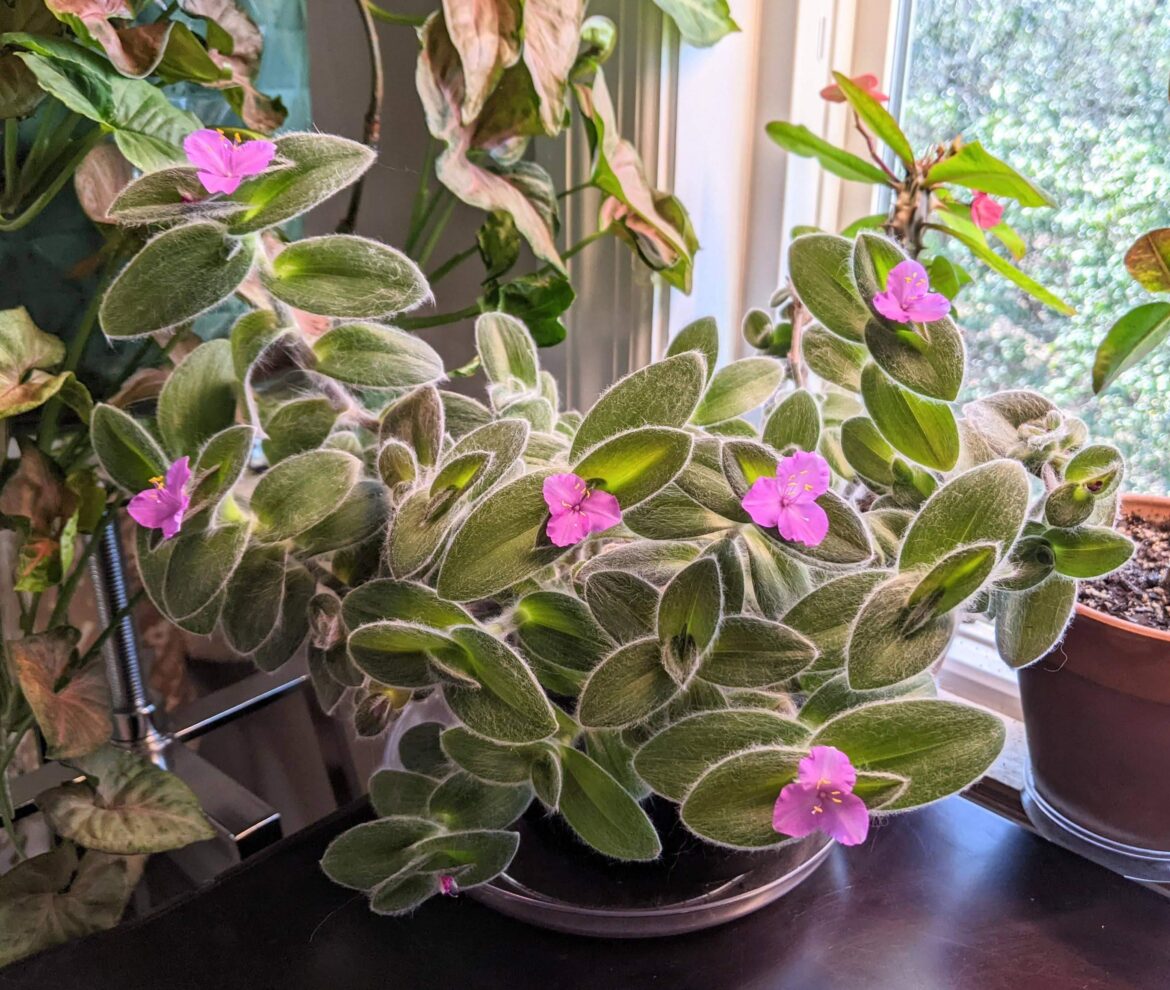 Do you ever look through old pictures and remember all the plants you murdered? 😊