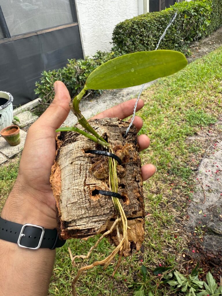 Dendrobium Keiki