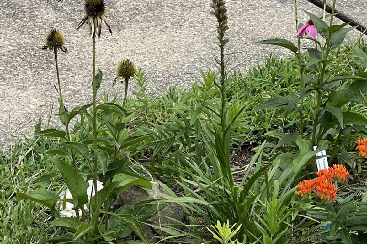 ‘They’ve come back multiple times’ "I also have this exact situation in my yard!"