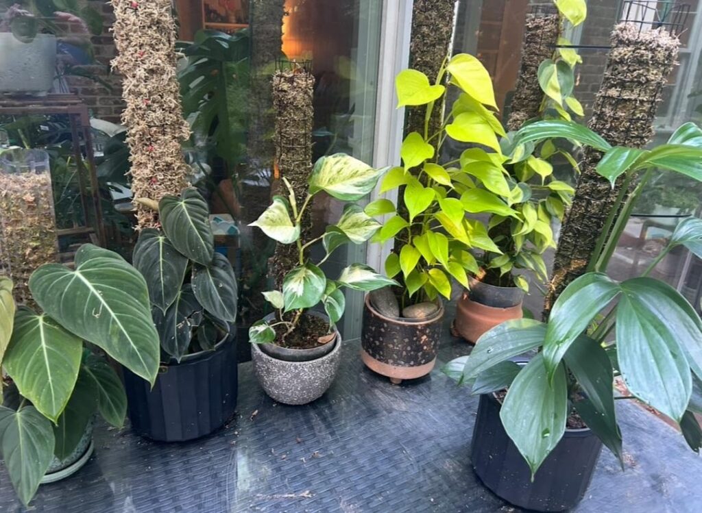 My plants had some crazy growth this summer (before and after pics)